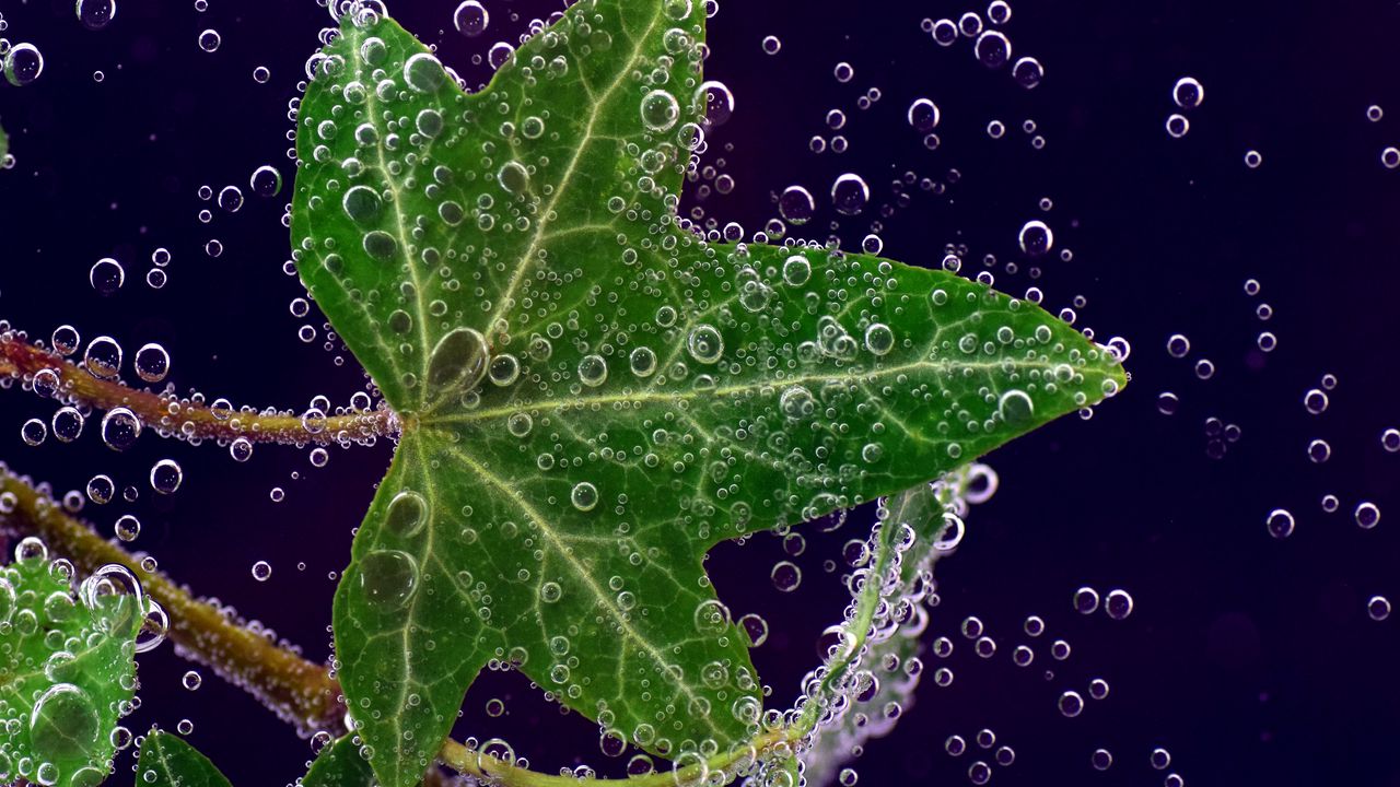 Wallpaper ivy, leaf, drops, closeup