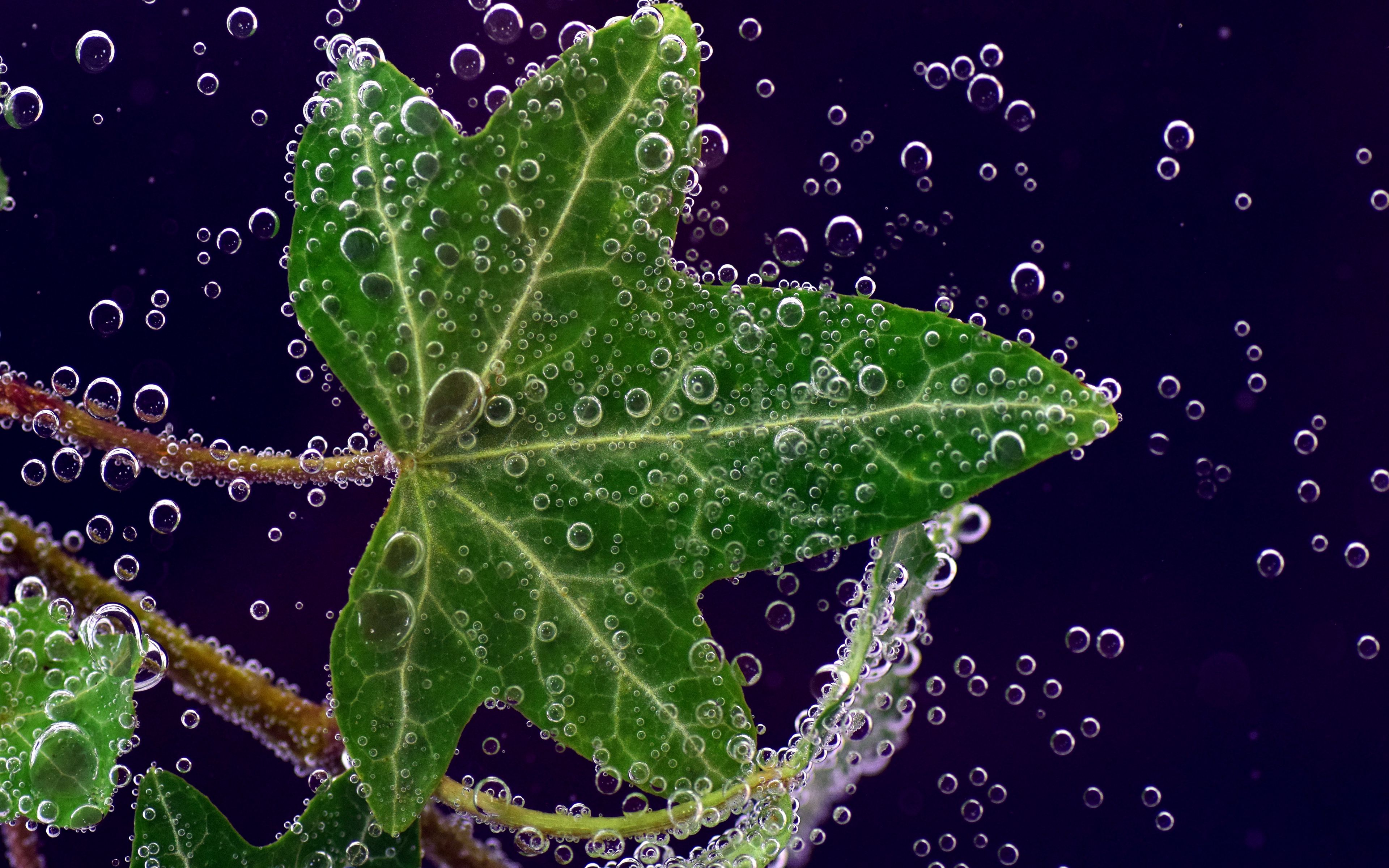Download wallpaper 3840x2400 ivy, leaf, drops, closeup 4k ultra hd 16: