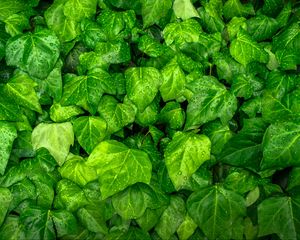 Preview wallpaper ivy, leaves, drops, green, plant