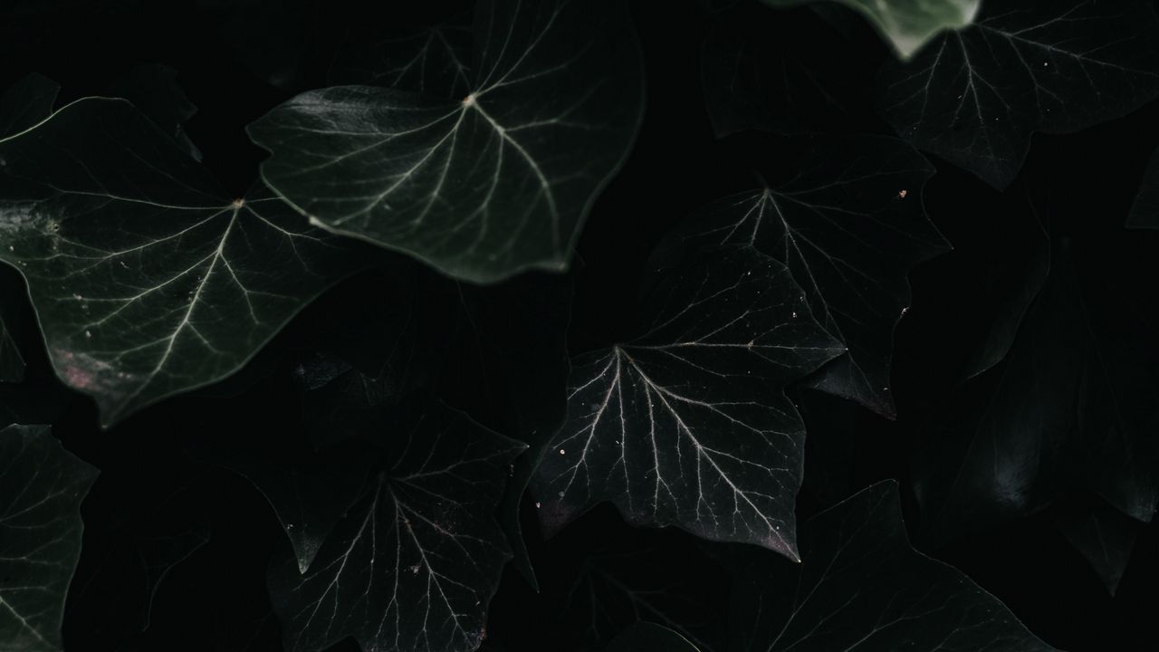 Wallpaper ivy, leaves, macro, dark, plant