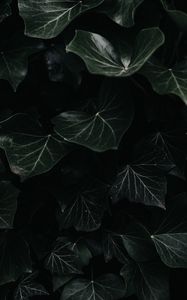 Preview wallpaper ivy, leaves, macro, dark, plant