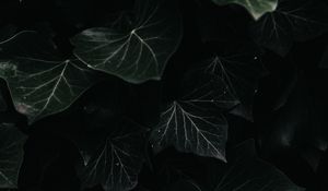 Preview wallpaper ivy, leaves, macro, dark, plant