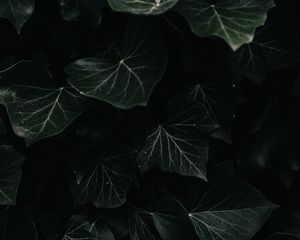 Preview wallpaper ivy, leaves, macro, dark, plant