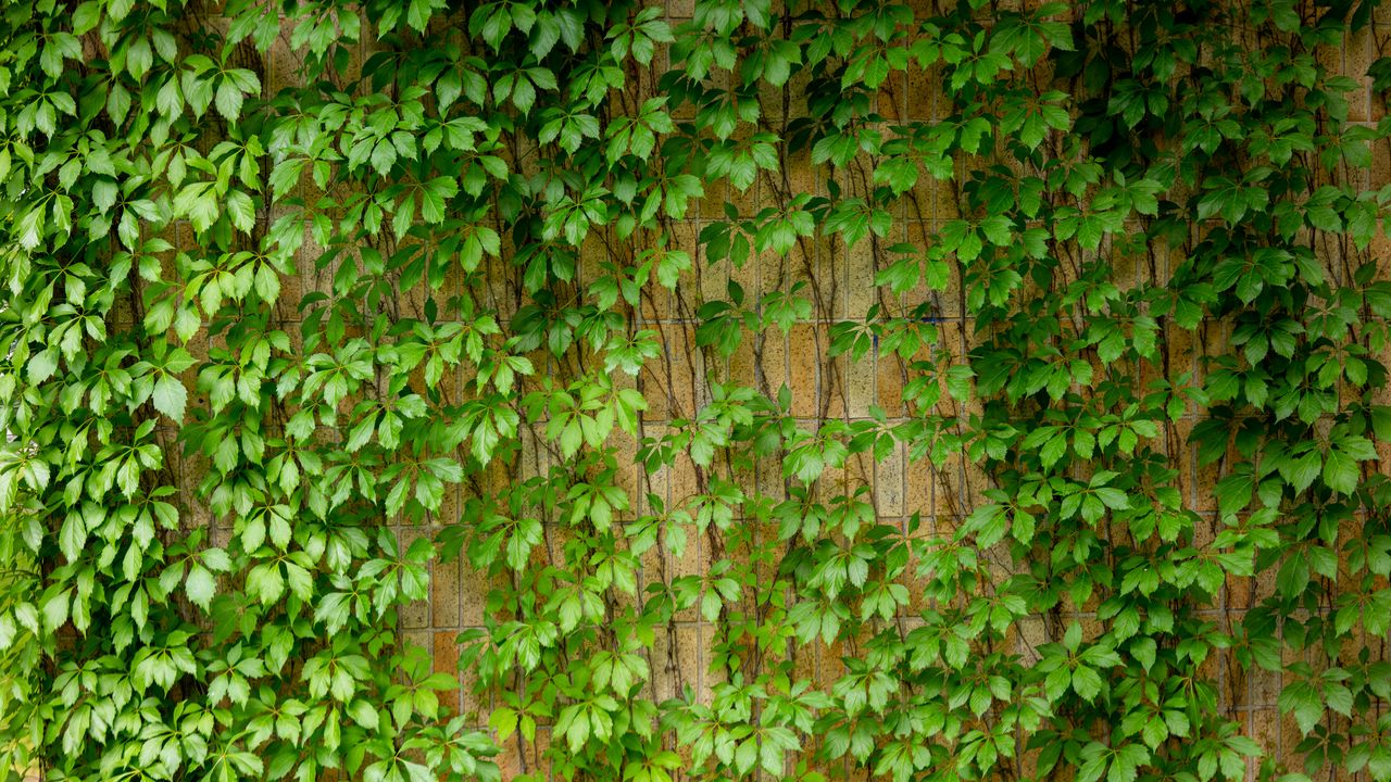 Wallpaper ivy, leaves, macro, green