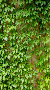 Preview wallpaper ivy, leaves, macro, green