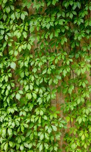 Preview wallpaper ivy, leaves, macro, green