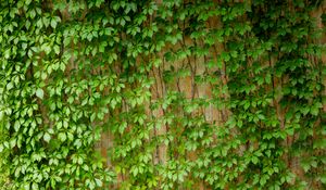 Preview wallpaper ivy, leaves, macro, green