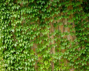 Preview wallpaper ivy, leaves, macro, green