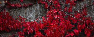 Preview wallpaper ivy, leaves, plant, red, autumn