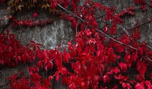 Preview wallpaper ivy, leaves, plant, red, autumn