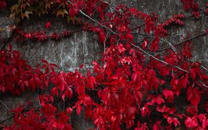 Preview wallpaper ivy, leaves, plant, red, autumn