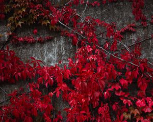 Preview wallpaper ivy, leaves, plant, red, autumn