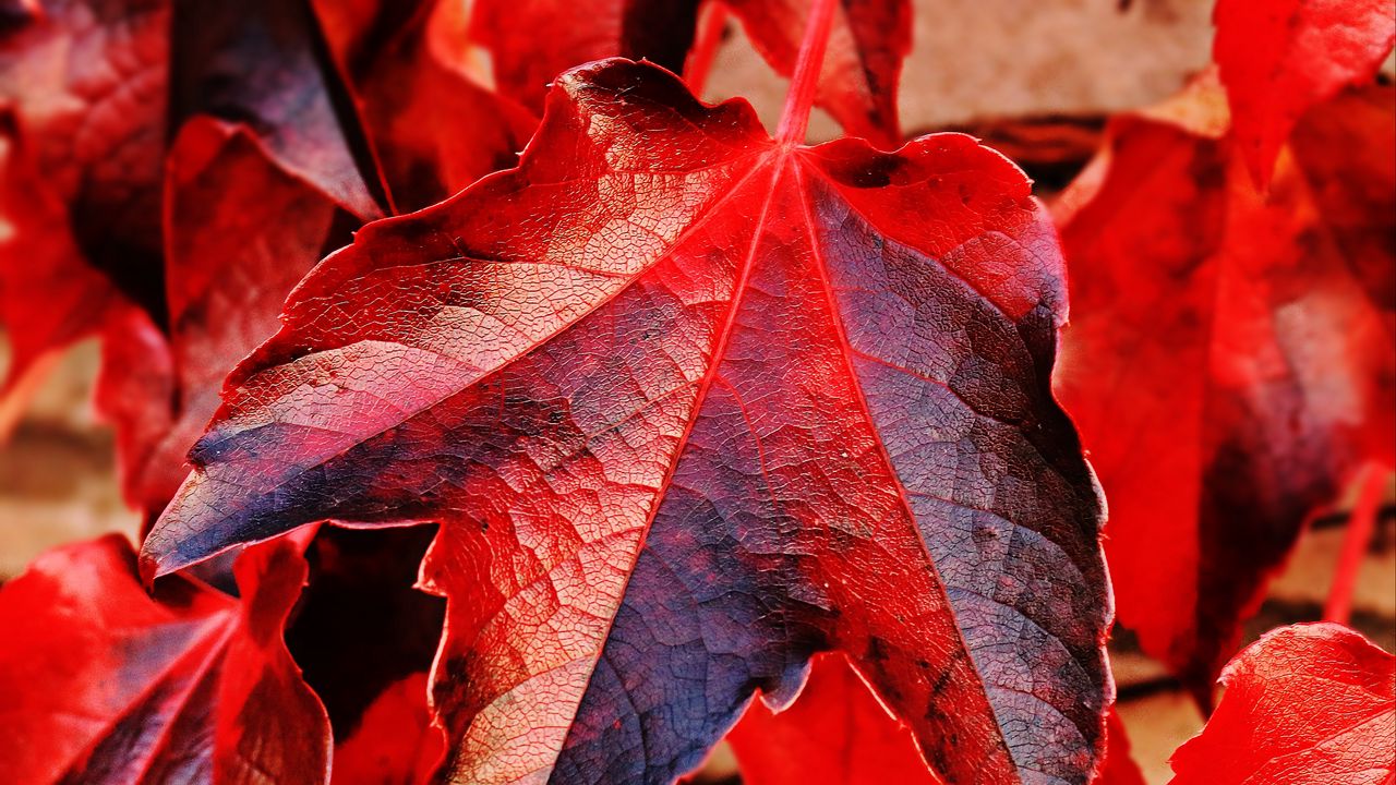 Wallpaper ivy, leaves, red