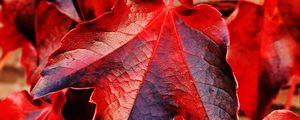 Preview wallpaper ivy, leaves, red