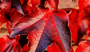 Preview wallpaper ivy, leaves, red