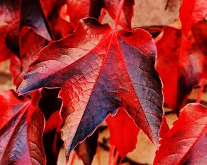 Preview wallpaper ivy, leaves, red