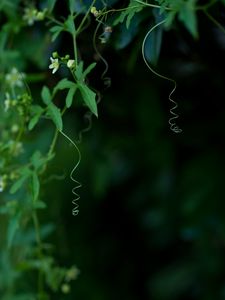 Preview wallpaper ivy, plant, flowering, macro