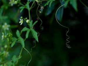 Preview wallpaper ivy, plant, flowering, macro
