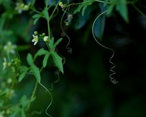 Preview wallpaper ivy, plant, flowering, macro