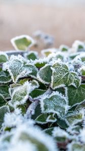 Preview wallpaper ivy, plant, frost, leaves, winter