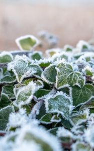 Preview wallpaper ivy, plant, frost, leaves, winter