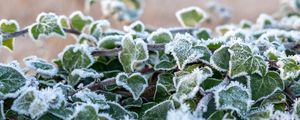Preview wallpaper ivy, plant, frost, leaves, winter