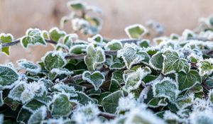 Preview wallpaper ivy, plant, frost, leaves, winter