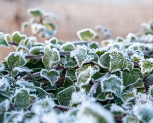 Preview wallpaper ivy, plant, frost, leaves, winter