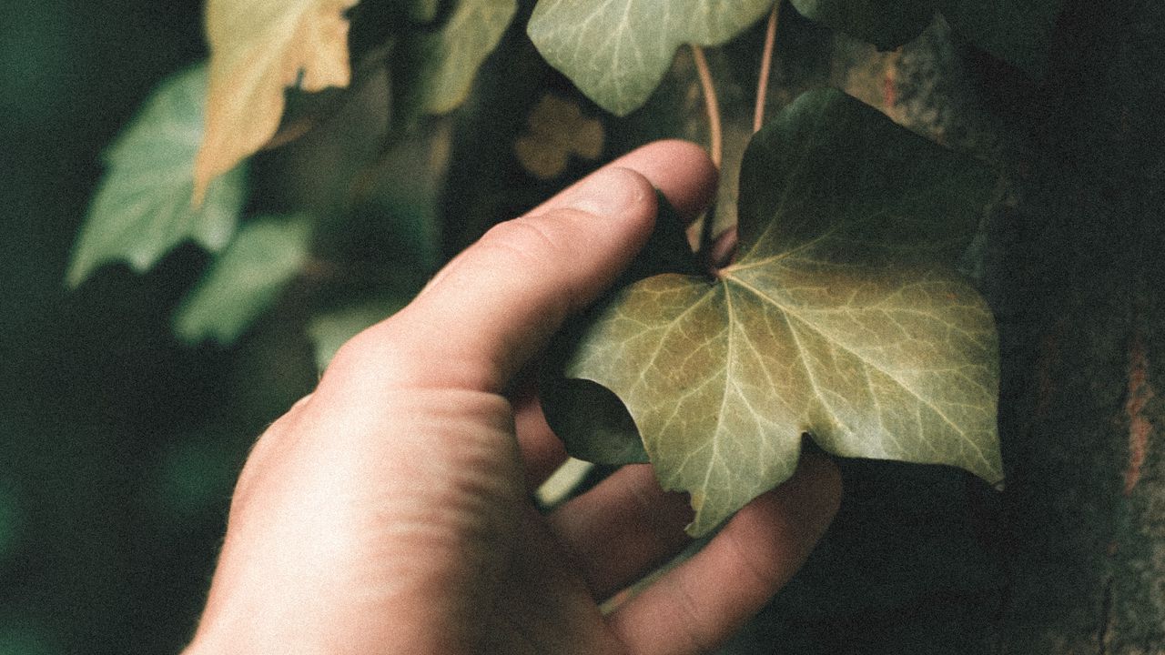 Wallpaper ivy, plant, hand, leaf