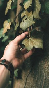 Preview wallpaper ivy, plant, hand, leaf