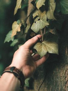 Preview wallpaper ivy, plant, hand, leaf