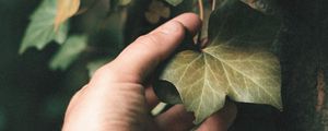 Preview wallpaper ivy, plant, hand, leaf