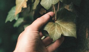 Preview wallpaper ivy, plant, hand, leaf