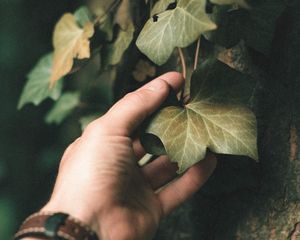 Preview wallpaper ivy, plant, hand, leaf