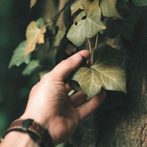 Preview wallpaper ivy, plant, hand, leaf