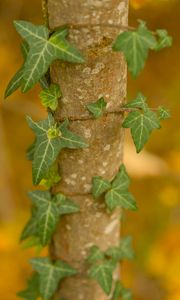 Preview wallpaper ivy, plant, leaves, macro, blur