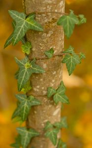 Preview wallpaper ivy, plant, leaves, macro, blur