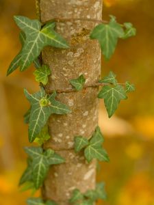 Preview wallpaper ivy, plant, leaves, macro, blur