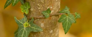 Preview wallpaper ivy, plant, leaves, macro, blur