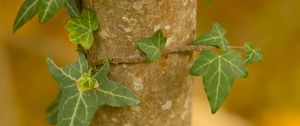 Preview wallpaper ivy, plant, leaves, macro, blur