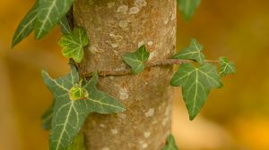 Preview wallpaper ivy, plant, leaves, macro, blur