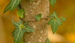 Preview wallpaper ivy, plant, leaves, macro, blur