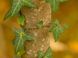 Preview wallpaper ivy, plant, leaves, macro, blur