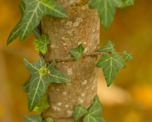 Preview wallpaper ivy, plant, leaves, macro, blur