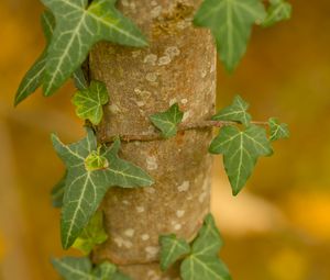 Preview wallpaper ivy, plant, leaves, macro, blur