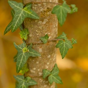 Preview wallpaper ivy, plant, leaves, macro, blur