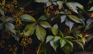 Preview wallpaper ivy, plant, leaves, branches