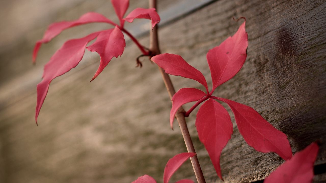 Wallpaper ivy, plant, leaves, red