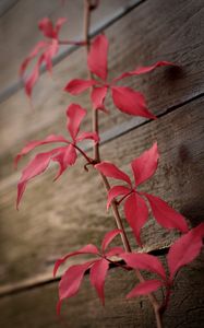 Preview wallpaper ivy, plant, leaves, red