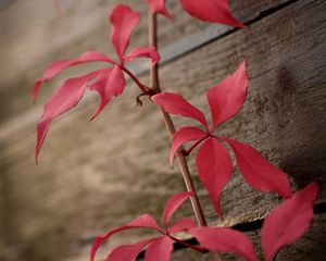 Preview wallpaper ivy, plant, leaves, red